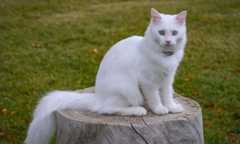 VAN GÖLÜ HAVZASI TURU