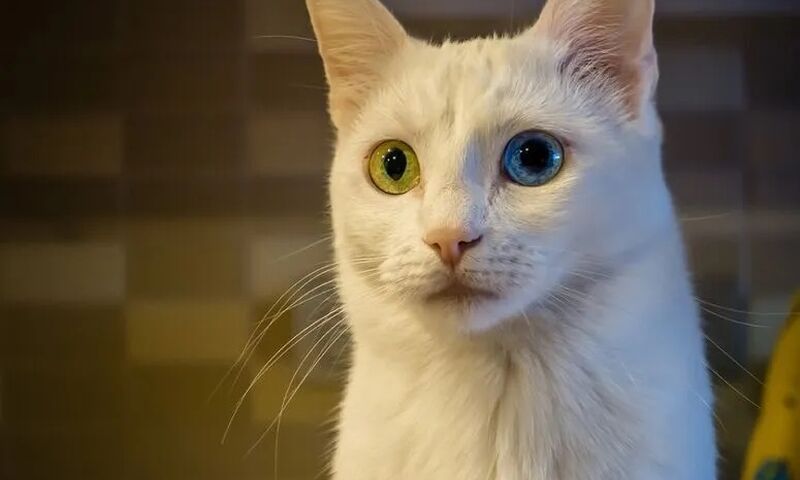 GAZİANTEP ÇIKIŞLI